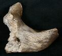 Bargain Dinosaur Bone - Partial Hadrosaur Vert Process #13992-1